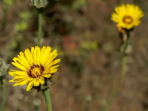 Tangier Sow-thistle