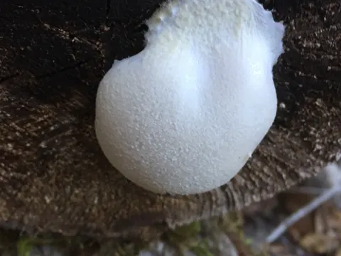 False Puffball