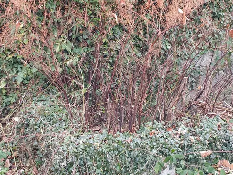 Japanese Knotweed