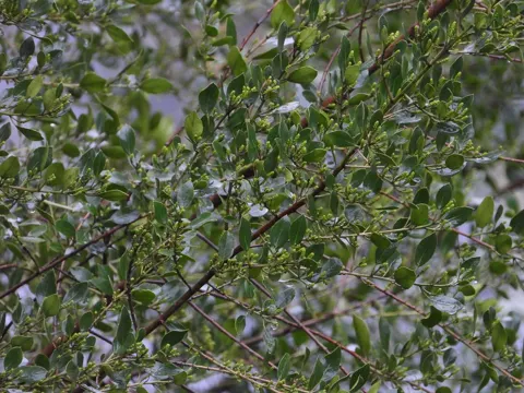 Buckthorn