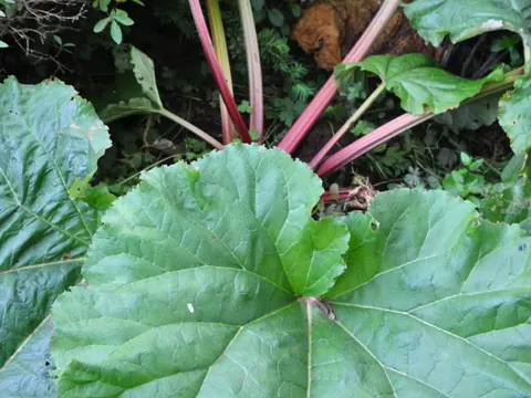 garden rhubarb (Rheum rhabarbarum)
