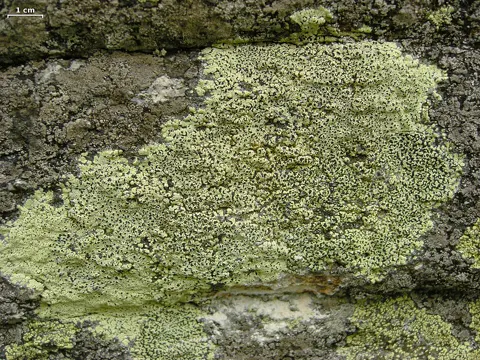 Landkartenflechte (Rhizocarpon lecanorinum)