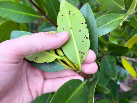 Rote Mangrove