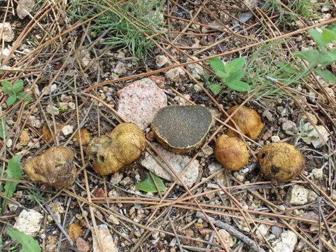 Gelbliche Wurzeltrüffel (Rhizopogon luteolus)