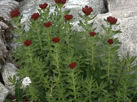 Alpine Rose Root