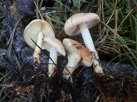 Gefleckter Rübling (Rhodocollybia maculata)