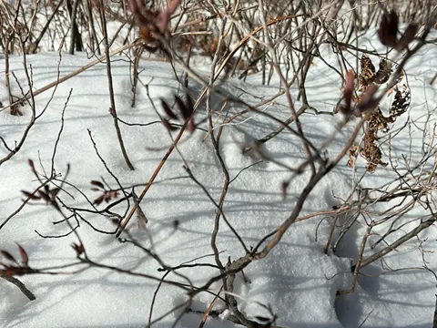 Kanadische Alpenrose (Rhododendron canadense)