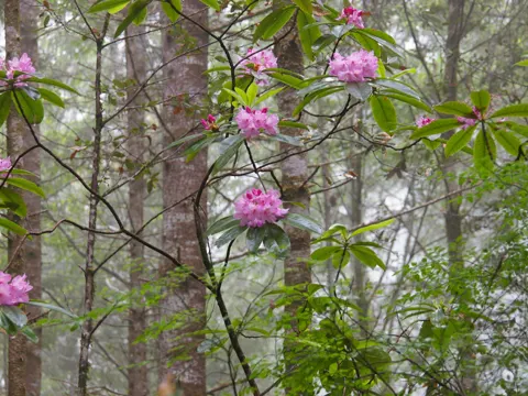 Großblättriger Rhododendron
