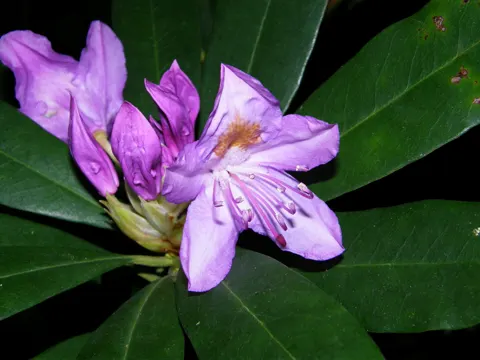 Pontische Alpenrose (Rhododendron ponticum)