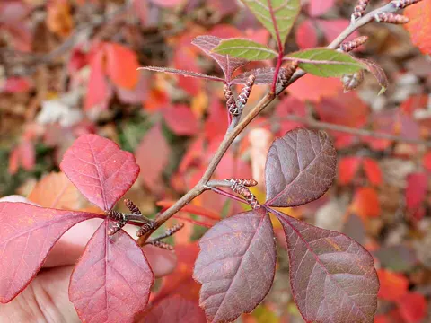 Fragrant Sumac