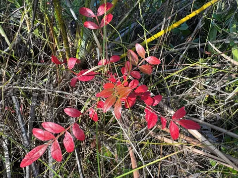 Winged Sumac