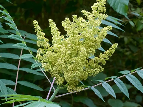 Smooth Sumac