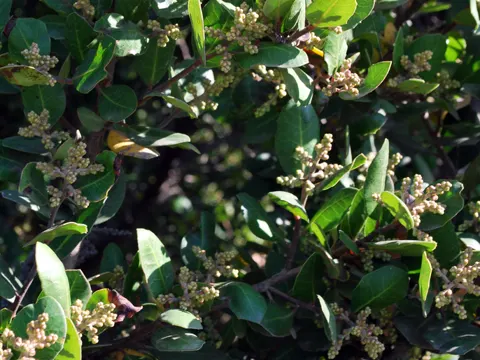 Rhus integrifolia