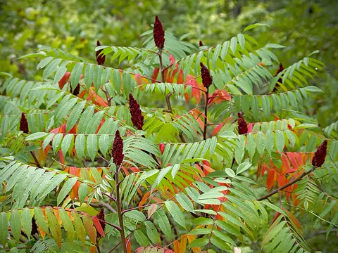 Sumac
