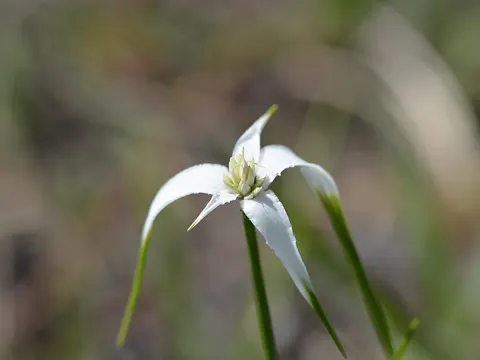 White Beaksedge