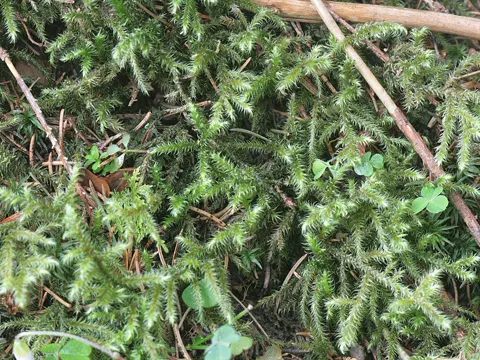 Riemenstengel-Kranzmoos (Rhytidiadelphus loreus)