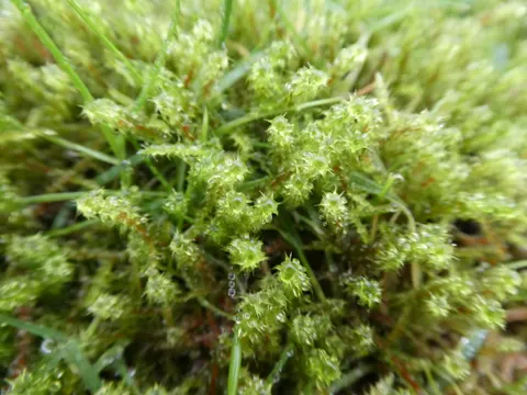 Sparriges Kranzmoos (Rhytidiadelphus squarrosus)