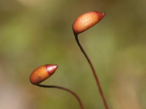 Großes Kranzmoos (Rhytidiadelphus triquetrus)