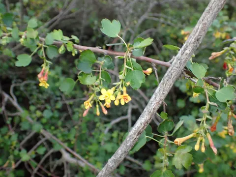 Golden Currant