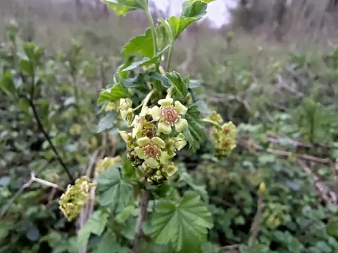 Redcurrant