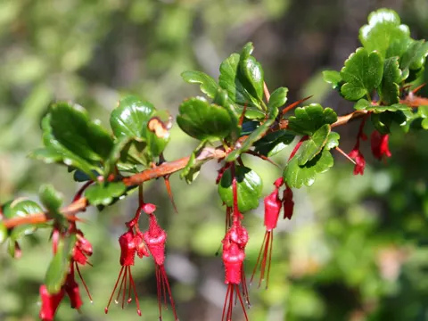 Ribes speciosum