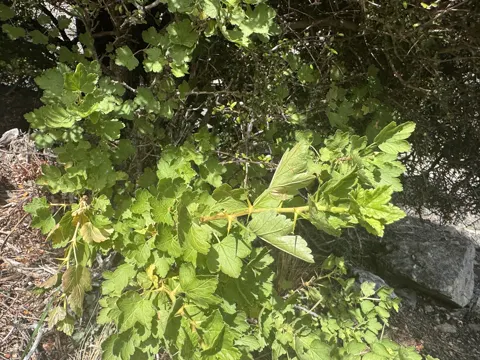Gooseberry