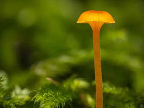 Gemeiner Heftelnabeling (Rickenella fibula)