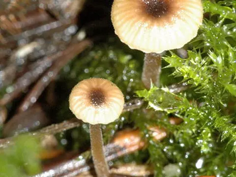 Blaustieliger Heftelnabeling (Rickenella swartzii)