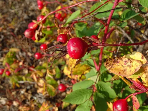 Labrador-Rose (Rosa blanda)