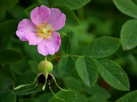 Rosa nutkana