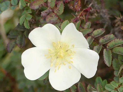 Bibernell-Rose (Rosa spinosissima)