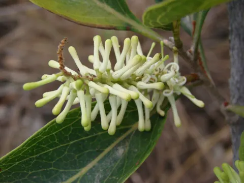 Roupala montana