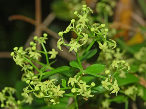 Färber-Röte (Rubia peregrina)