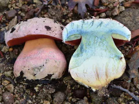 Rubroboletus eastwoodiae