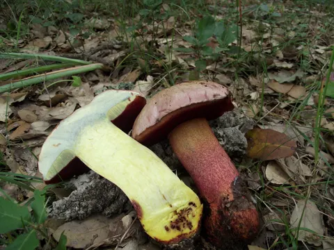 Blasshütiger Purpurröhrling (Rubroboletus rhodoxanthus)