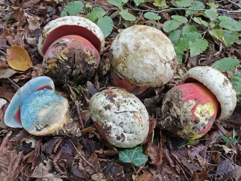 Rubroboletus satanas (Rubroboletus satanas)