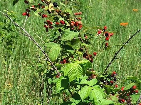 Allegheny Blackberry