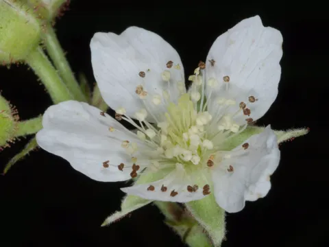 Dewberry (Rubus caesius)