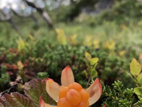 Moltebeere (Rubus chamaemorus)