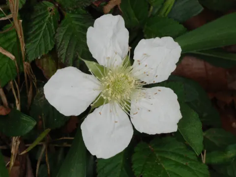 Rubus hirsutus