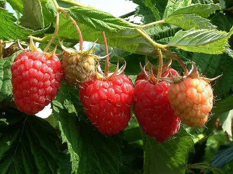 Red Raspberry