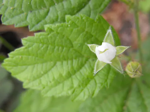 Rubus leucodermis (Rubus leucodermis)
