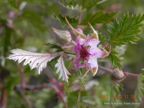 Brombeere