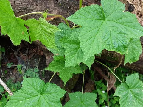 Flowering Raspberry