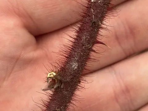 Wineberry