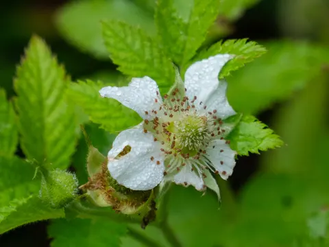 Indische Himbeere