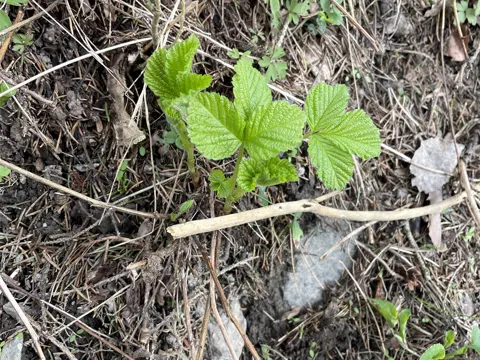 Stone Bramble
