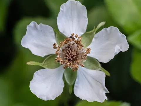 Bristly Dewberry