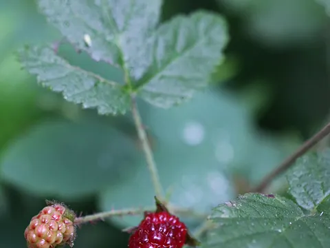 California Blackberry