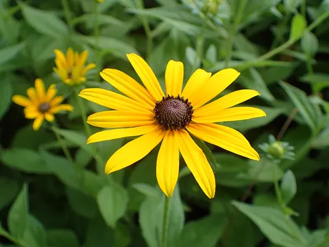 Black-eyed Susan